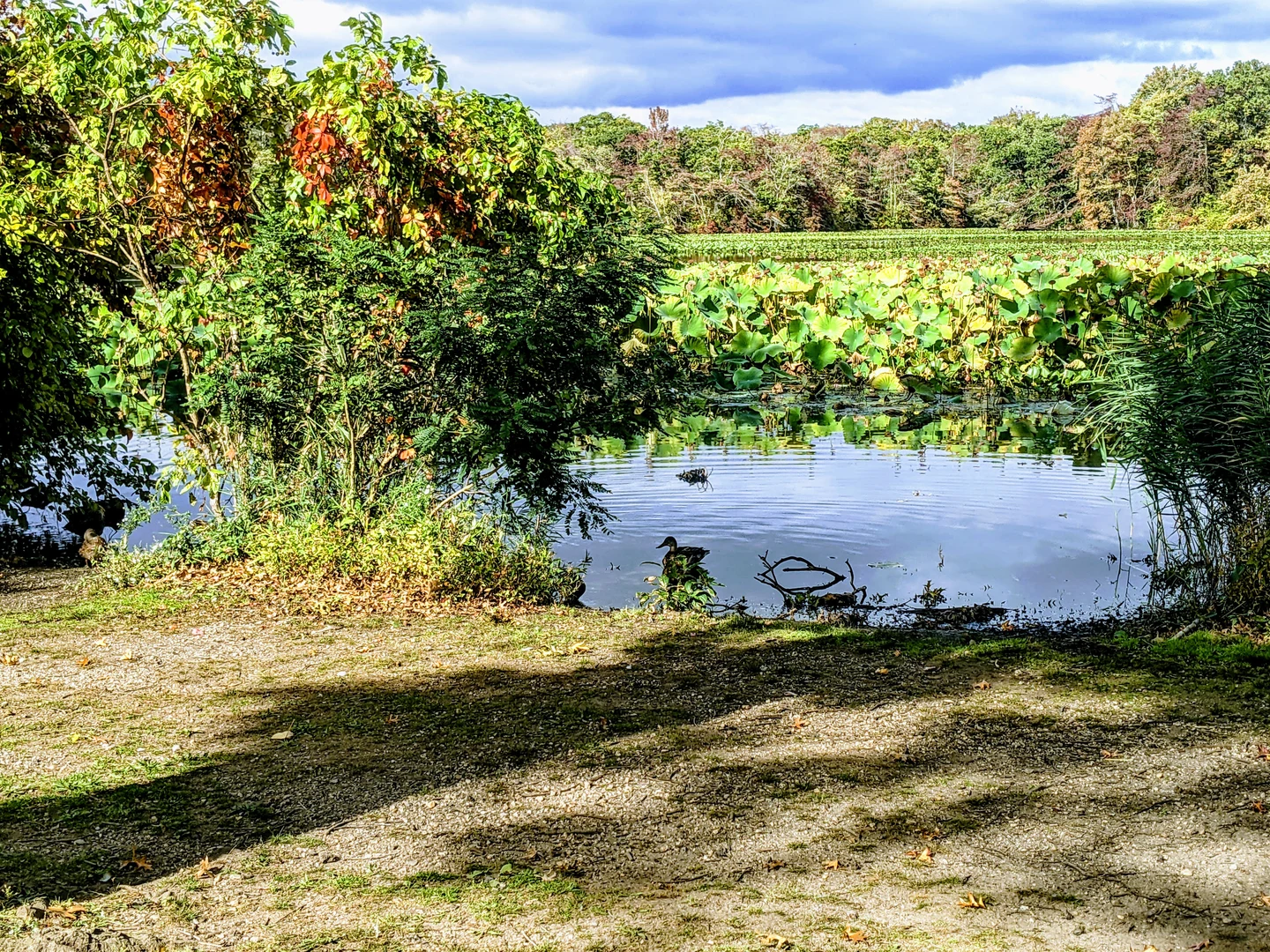 Wantagh Mill Pond湖边实拍，水面有荷叶和水鸟，树线与岸边小径在画面两侧，2021年旧照